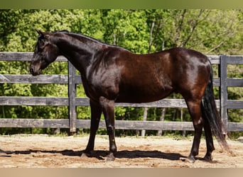 Quarter Pony, Gelding, 12 years, Bay