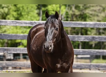 Quarter Pony, Gelding, 12 years, Bay