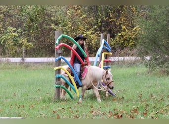 Quarter Pony, Gelding, 13 years, 11 hh, Palomino