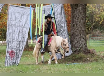 Quarter Pony, Gelding, 13 years, 11 hh, Palomino