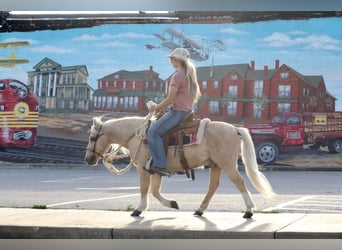 Quarter Pony, Gelding, 13 years, 11 hh, Palomino