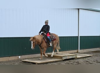 Quarter Pony, Gelding, 13 years, 12.2 hh, Red Dun