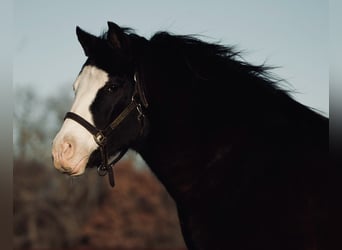 Quarter Pony, Gelding, 13 years, 13.3 hh, Black