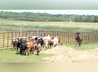 Quarter Pony, Gelding, 13 years, 13 hh, Bay