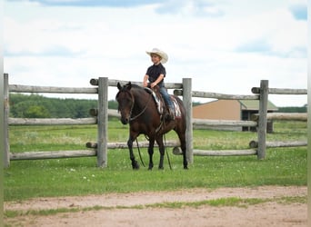 Quarter Pony, Gelding, 13 years, 13 hh, Bay
