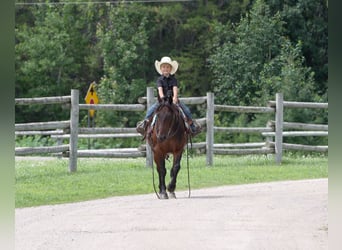 Quarter Pony, Gelding, 13 years, 13 hh, Bay