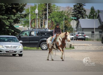 Quarter Pony, Gelding, 13 years, 13,2 hh, Sorrel