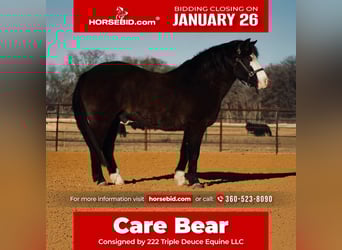 Quarter Pony, Gelding, 13 years, 13,3 hh, Black