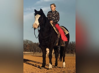 Quarter Pony, Gelding, 13 years, 13,3 hh, Black