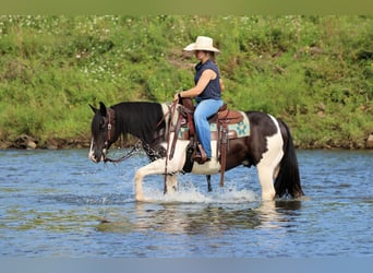 Quarter Pony, Gelding, 13 years, Pinto