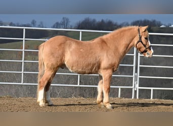 Quarter Pony, Gelding, 14 years, 12.2 hh, Red Dun