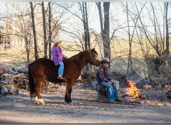 Quarter Pony, Gelding, 14 years, 12 hh, Bay