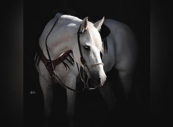 Quarter Pony, Gelding, 14 years, 13.3 hh, White