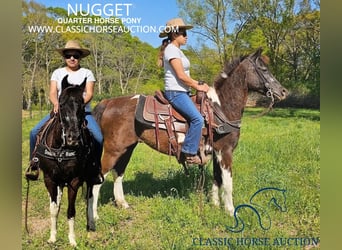 Quarter Pony, Gelding, 14 years, 13 hh, Tobiano-all-colors