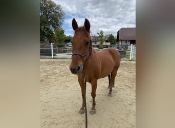 Quarter Pony, Gelding, 14 years, 14 hh, Bay