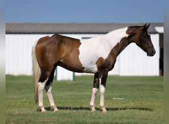 Quarter Pony, Gelding, 14 years, 14 hh, Pinto