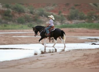 Quarter Pony, Gelding, 15 years, 12,2 hh, Black