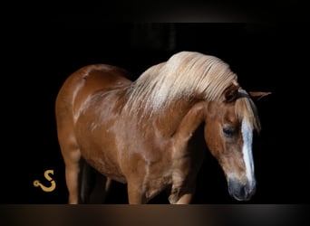 Quarter Pony, Gelding, 15 years, 12,2 hh, Sorrel