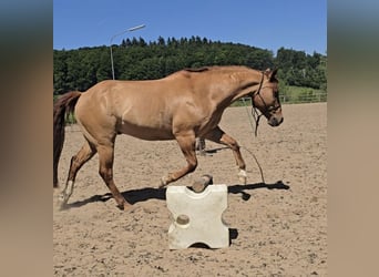 Quarter Pony, Gelding, 15 years, 14.1 hh, Red Dun
