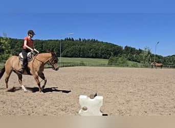 Quarter Pony, Gelding, 15 years, 14.1 hh, Red Dun