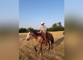 Quarter Pony, Gelding, 15 years, 14,3 hh