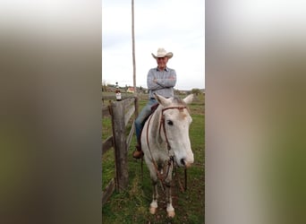 Quarter Pony, Gelding, 15 years, 14,3 hh