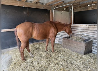 Quarter Pony, Gelding, 16 years, 14.1 hh, Chestnut-Red