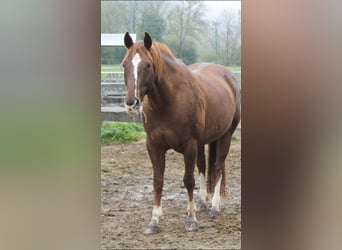 Quarter Pony, Gelding, 16 years, 14.3 hh, Chestnut-Red