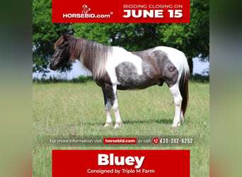 Quarter Pony, Gelding, 19 years, 13 hh, Pinto