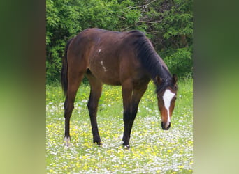 Quarter Pony, Gelding, 1 year, 14.1 hh, Overo-all-colors