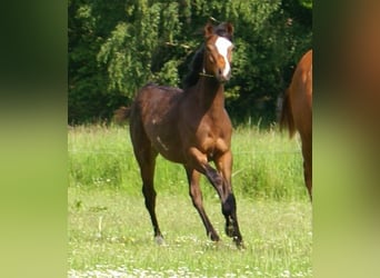 Quarter Pony, Gelding, 1 year, 14.1 hh, Overo-all-colors