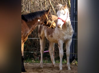 Quarter Pony, Gelding, 1 year, 14.2 hh, Overo-all-colors