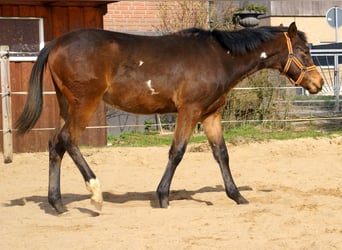 Quarter Pony, Gelding, 1 year, 14.2 hh, Overo-all-colors