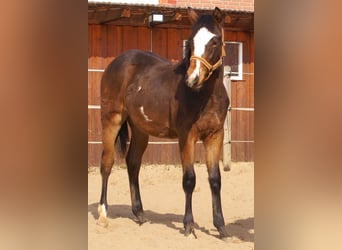 Quarter Pony, Gelding, 1 year, 14,2 hh, Overo-all-colors