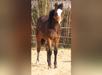 Quarter Pony, Gelding, 1 year, 14,2 hh, Overo-all-colors