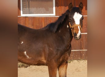 Quarter Pony, Gelding, 1 year, 14,2 hh, Overo-all-colors
