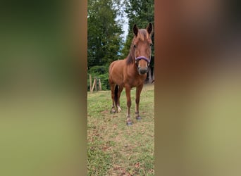 Quarter Pony Mix, Gelding, 2 years, 13 hh, Brown