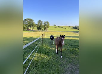Quarter Pony Mix, Gelding, 2 years, 13,2 hh, Brown