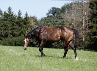 Quarter Pony, Gelding, 2 years, 14.2 hh, Buckskin