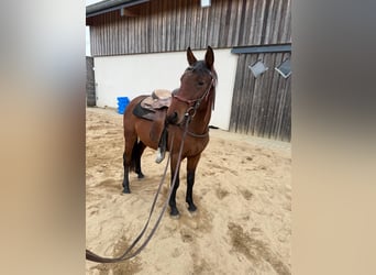 Quarter Pony Mix, Gelding, 2 years, 14,2 hh, Brown