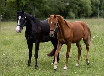 Quarter Pony Mix, Gelding, 2 years, 15.2 hh, Grey-Dark-Tan