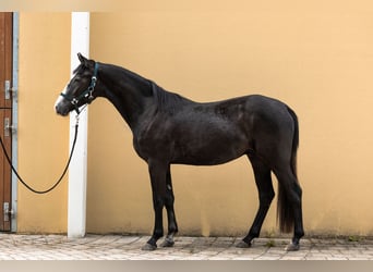 Quarter Pony Mix, Gelding, 2 years, 15.2 hh, Grey-Dark-Tan