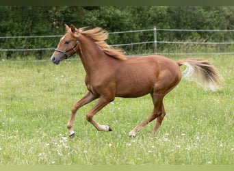 Quarter Pony Mix, Gelding, 2 years, 15.2 hh, Grey-Dark-Tan