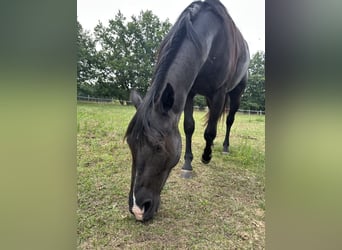 Quarter Pony, Gelding, 3 years, 13.3 hh, Black