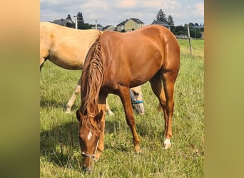 Quarter Pony, Gelding, 3 years, 14.2 hh, Chestnut-Red
