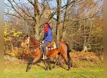 Quarter Pony Mix, Gelding, 3 years, 14,1 hh, Brown