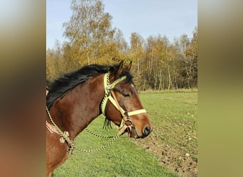 Quarter Pony Mix, Gelding, 3 years, 14,1 hh, Brown