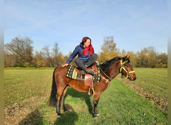 Quarter Pony Mix, Gelding, 3 years, 14,1 hh, Brown
