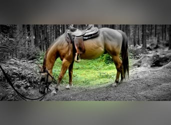 Quarter Pony, Gelding, 3 years, 14,1 hh, Red Dun