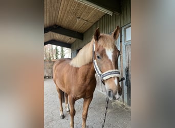 Quarter Pony Mix, Gelding, 3 years, 14,2 hh, Chestnut-Red